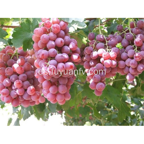 2019 nuevas uvas rojas